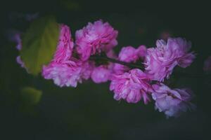 purple, flower, bush, summer, evening, warm sun photo