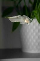 ome flower in a white pot cleansing the air on the shelf in close-up photo