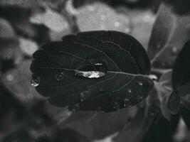 beautiful summer plant with raindrops on the leaves monochrome photo