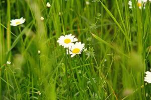 white camomiles growing in a green wild meadow on a summer day in close-up photo