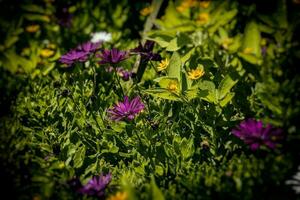delicate colorful flowers among green leaves lit by warm afternoon Turkish sun photo