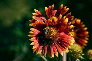 verano, rojo flores en el jardín en contra un antecedentes de verde hojas en un calentar día, foto