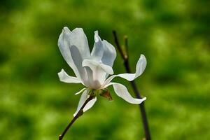 delicate magnolia flowers on a tree branch in a sunny spring garden photo