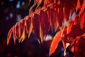 red leaves forming an interesting and original autumn background on a sunny day photo