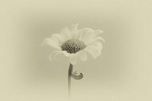 small original delicate free field flowers camomile on a light background photo