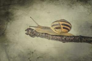 little beige snail with a shell climbing on a stick on a light cream background photo