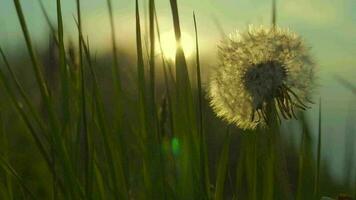 diente de león y el pradera macro de cerca lento movimiento imágenes durante puesta de sol video