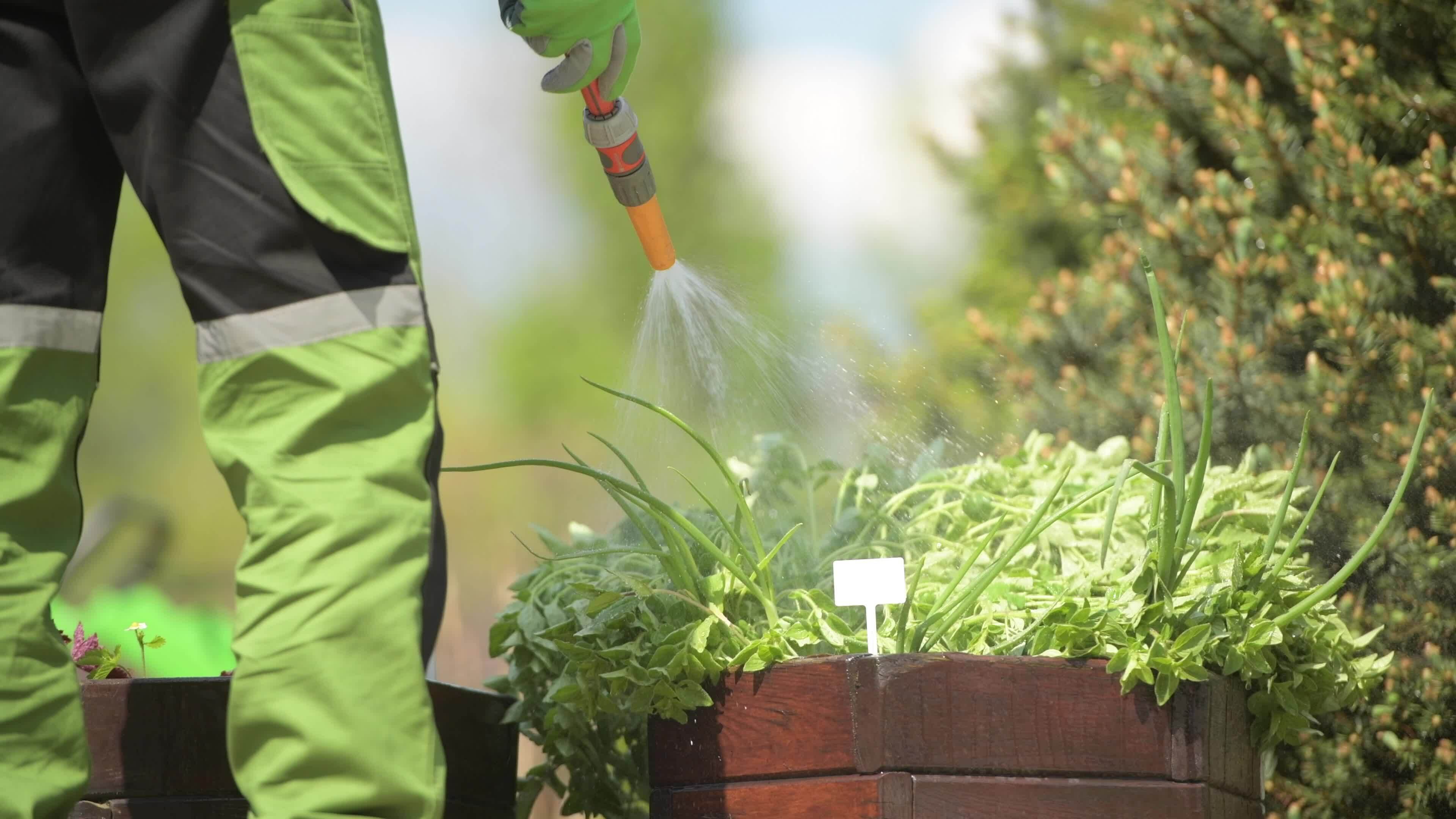 Taking Care of a Garden. Herbs Watering Using Garden Hose. 24309888