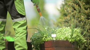 Taking Care of a Garden. Herbs Watering Using Garden Hose. video