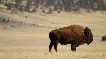 solitario americano bisonte y el Colorado pradera. unido estados de America. americano búfalo. video