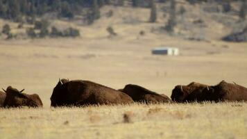 americano búfalo manada en el Colorado, unido estados de America. elfo millas lagos región. video