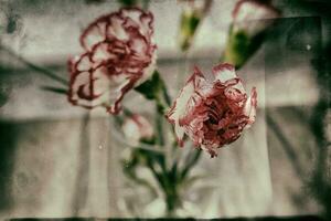 flores rosado claveles en un interesante original antecedentes en de cerca foto