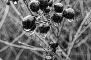 autumn dark blue fruit of the bush in close-up with rain drops photo