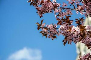 spring tree full of small delicate pink flowers on a beautiful warm sunny day photo