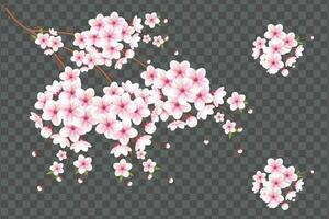 Realistic blooming cherry flowers and petals illustration,cherry blossom vector. pink sakura flower background. cherry blossom flower blooming vector