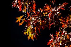 red oak leaves in the warm autumn sun on a black smooth background photo