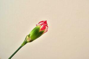 Fresco rojo clavel flor en un brillante suave antecedentes foto