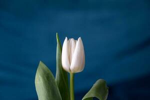 white spring tulip flower with green leaves on dark background photo
