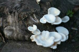 wood mushrooms. Wood mushrooms have a white color. And often grow on dead wood. photo