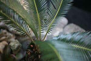 Phoenix roebelenii, with the common name dwarf date palm. as a yard decoration. dwarf date palm, miniature date palm or robellini tree, is a species of date tree native to Southeast Asia. photo
