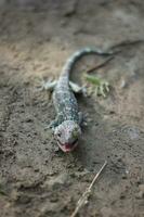 tokay geco caminando en suelo en borroso antecedentes. foto