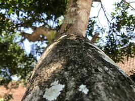 Abstract pattern of old tree bark. Abstract texture of old tree bark used as background.Photo is taken from below.. photo