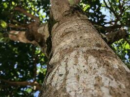 Abstract pattern of old tree bark. Abstract texture of old tree bark used as background.Photo is taken from below.. photo