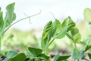 Young pea leaves growing in a field close-up against a bright sky. photo