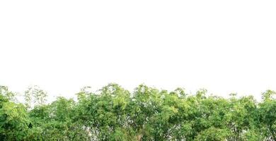 Bamboo leaves isolated on white background, Leaf pattern leaves bamboo with clipping path for concepts photo