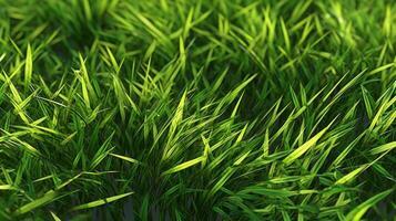 background of green grass close up copy space photo