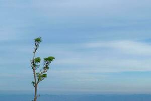 Single tree against soft blue sky nature landscape, with copy space. photo