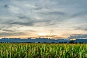 Rice field and sky background in the evening at sunset time. photo