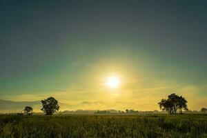 arroz campos en amanecer hora foto