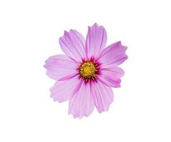 Pink cosmos flower on white background. with clipping path. photo