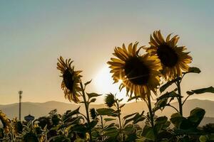 Field blooming sunflowers on a sunset background. Silhouette of sunflower field landscape. photo