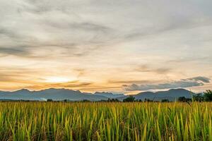 Rice field and sky background in the evening at sunset time. photo