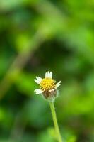 passion fruit flowers photo