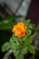 rose flower in garden natural outdoor photo