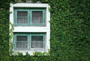 Old windows and green grass photo