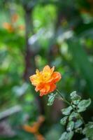 rose flower in garden natural outdoor photo