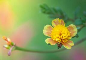 flor portulaca oleracea foto