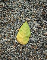 Brick Wall Green leaves photo