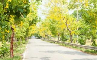 Ratchaphruek Golden Shower Tree photo