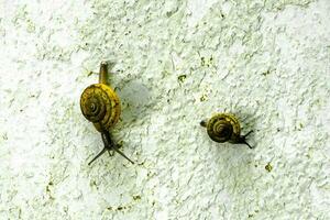 snails on a white old plaster background, selective focus, and soft focus. photo