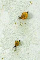 snails on a white old plaster background, selective focus, and soft focus. photo
