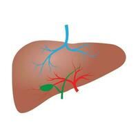 hígado detalle humano Organo cuerpo vector