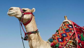 Cairo, Egypt  March 18, 2023 Camel waiting for tourists in Giza plateau. Cairo, Egypt photo