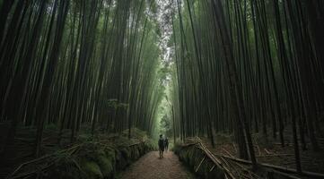 The backside of a young person walking through a bamboo forest. . photo