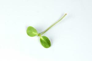 Green sunflower sprout photo