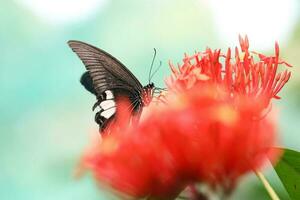 Butterfly one leaf flower photo